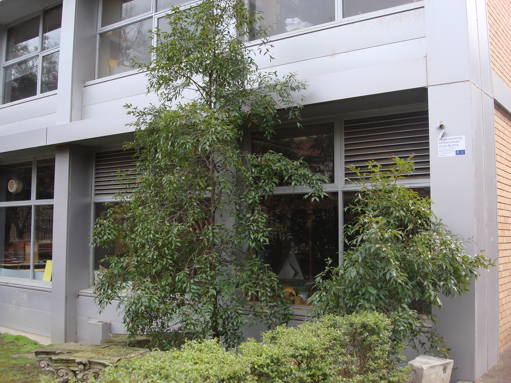 https://archive.abp.unimelb.edu.au/objects/images/Old ABP building and pre-existing conditions/ABP & Old Commerce/External-PAshford/DSC06806.JPG