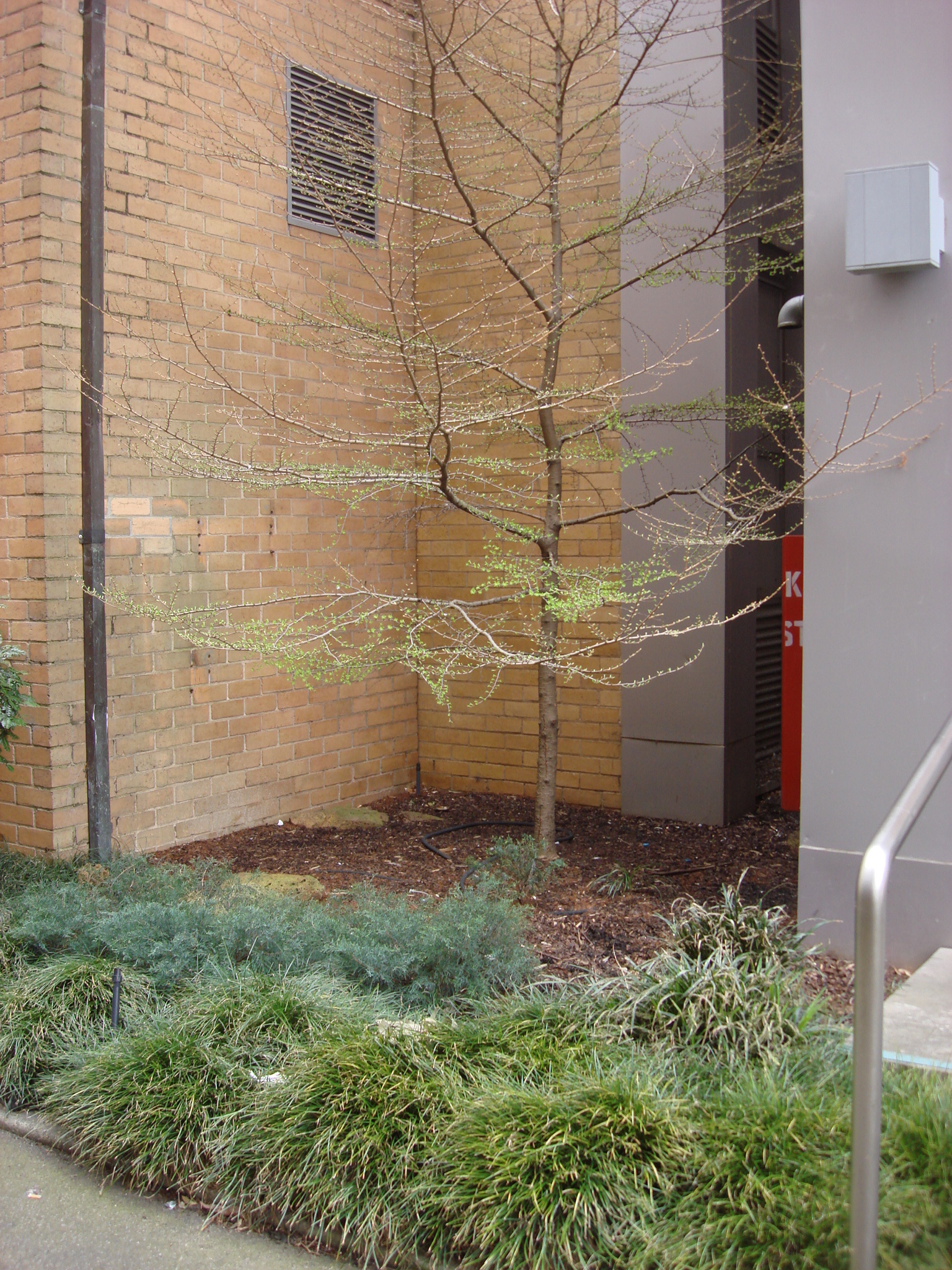 https://archive.abp.unimelb.edu.au/objects/images/Old ABP building and pre-existing conditions/ABP & Old Commerce/External-PAshford/DSC06813.JPG