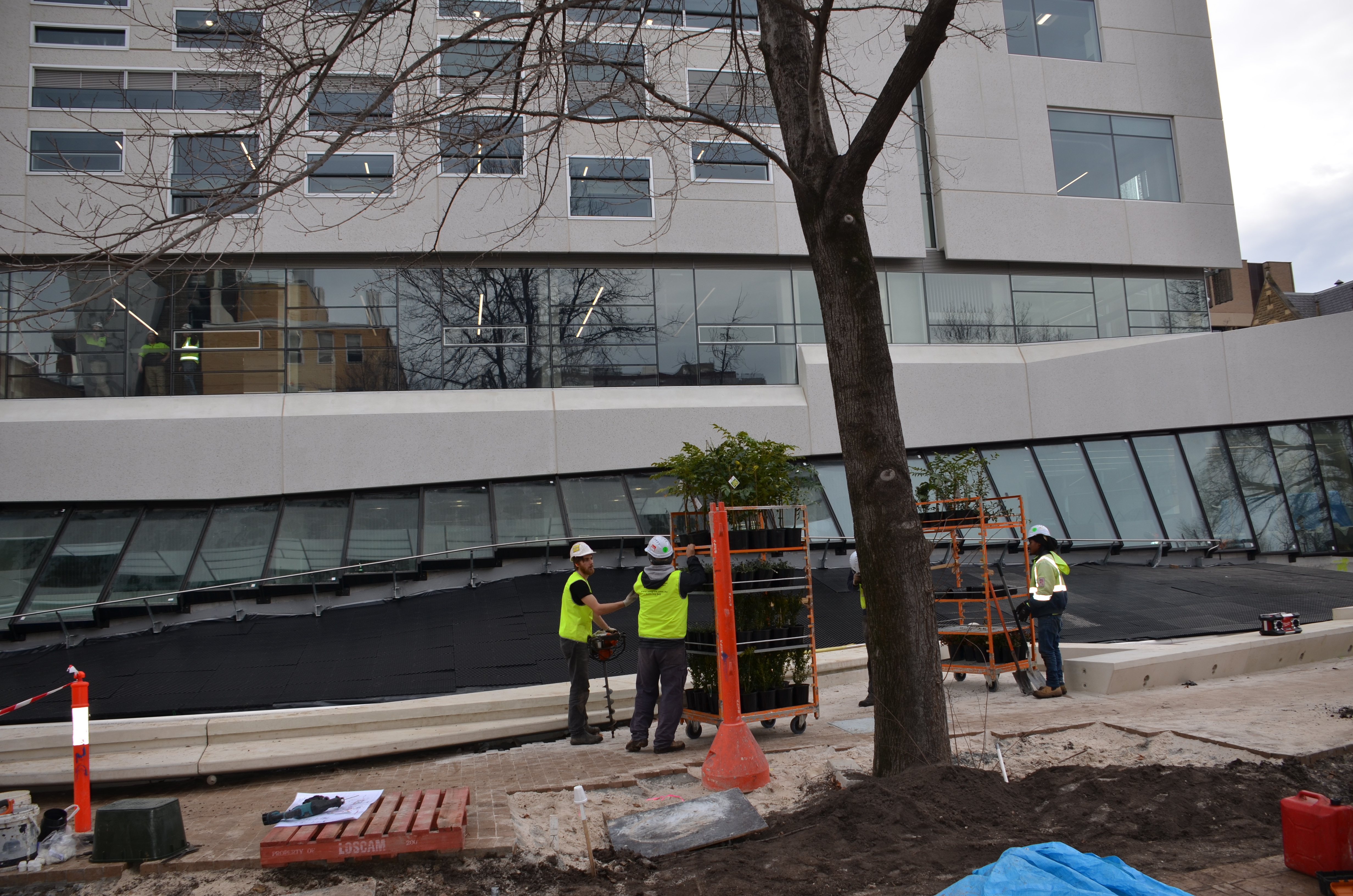 https://archive.abp.unimelb.edu.au/objects/images/Construction/Images/External Works/Planting/DSC_9545.JPG https://archive.abp.unimelb.edu.au/objects/images/Construction/Images/External Works/Planting/DSC_9545.JPG