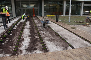 https://archive.abp.unimelb.edu.au/objects/images/Construction/Images/External Works/Planting/DSC_9783.JPG