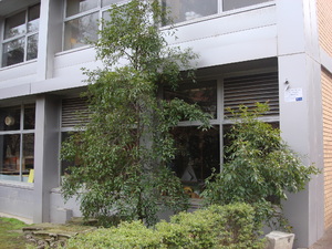 https://archive.abp.unimelb.edu.au/objects/images/Old ABP building and pre-existing conditions/ABP & Old Commerce/External-PAshford/DSC06806.JPG