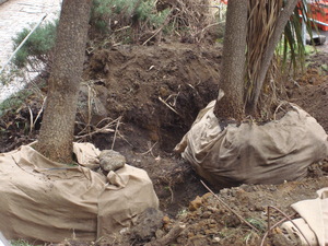 https://archive.abp.unimelb.edu.au/objects/images/Pre-construction/Tree removal - Peter Ashford/DSC06847.JPG