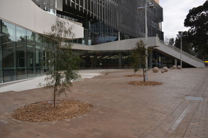 https://archive.abp.unimelb.edu.au/objects/images/Construction/Images/External Works/Planting/DSC_9843.JPG