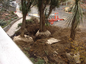 https://archive.abp.unimelb.edu.au/objects/images/Pre-construction/Tree removal - Peter Ashford/DSC06846.JPG