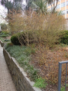 https://archive.abp.unimelb.edu.au/objects/images/Old ABP building and pre-existing conditions/ABP & Old Commerce/External-PAshford/DSC06825.JPG