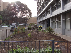 https://archive.abp.unimelb.edu.au/objects/images/Pre-construction/Tree removal - Peter Ashford/DSC07489.JPG