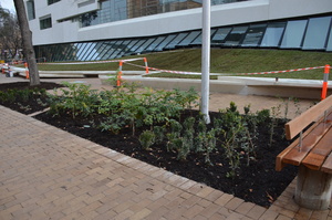 https://archive.abp.unimelb.edu.au/objects/images/Construction/Images/External Works/Planting/DSC_9838.JPG