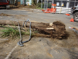 https://archive.abp.unimelb.edu.au/objects/images/Pre-construction/Tree removal - Peter Ashford/DSC06840.JPG
