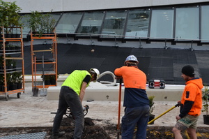 https://archive.abp.unimelb.edu.au/objects/images/Construction/Images/External Works/Planting/DSC_9546.JPG