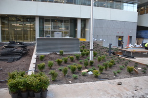 https://archive.abp.unimelb.edu.au/objects/images/Construction/Images/External Works/Planting/DSC_9705.JPG