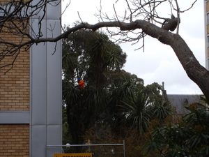 https://archive.abp.unimelb.edu.au/objects/images/Pre-construction/Tree removal - Peter Ashford/DSC06841.JPG