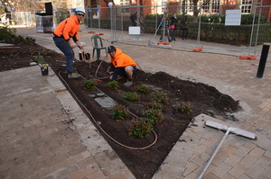 https://archive.abp.unimelb.edu.au/objects/images/Construction/Images/External Works/Planting/DSC_9695.JPG