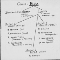 Rosa - Classification - Part