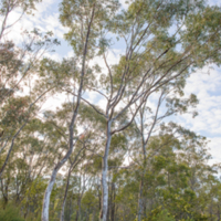 17. Eucalyptus camaldulensis (red gum). 
