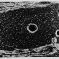 Wood Microscopic cross section - Slide number: HED_269